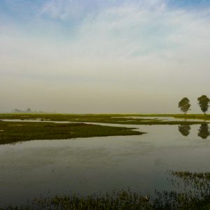 The Last Sigh of a Marsh | Jammu's Gharana: A dying wetland