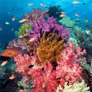 Coral Bleaching and Clive Wilkinson Report