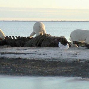 पशु मांस व शिकार पर निर्भर मानव प्रजातियां