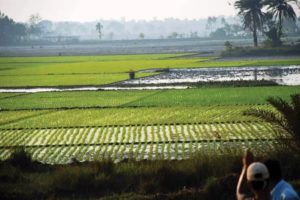 Diversifying India’s Food Basket: NBA outlines the critical role of biodiversity