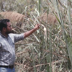 The Yamuna Biodiversity Park | Example of Wasteland Restoration