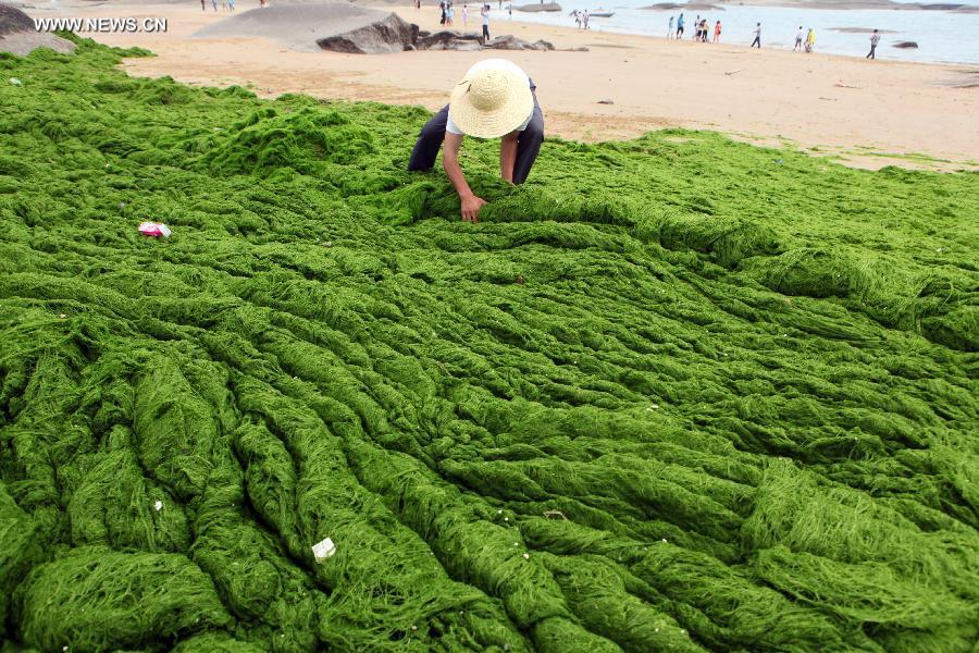 Rising Green and Golden Seaweed Tides:  A Menace or a Resource