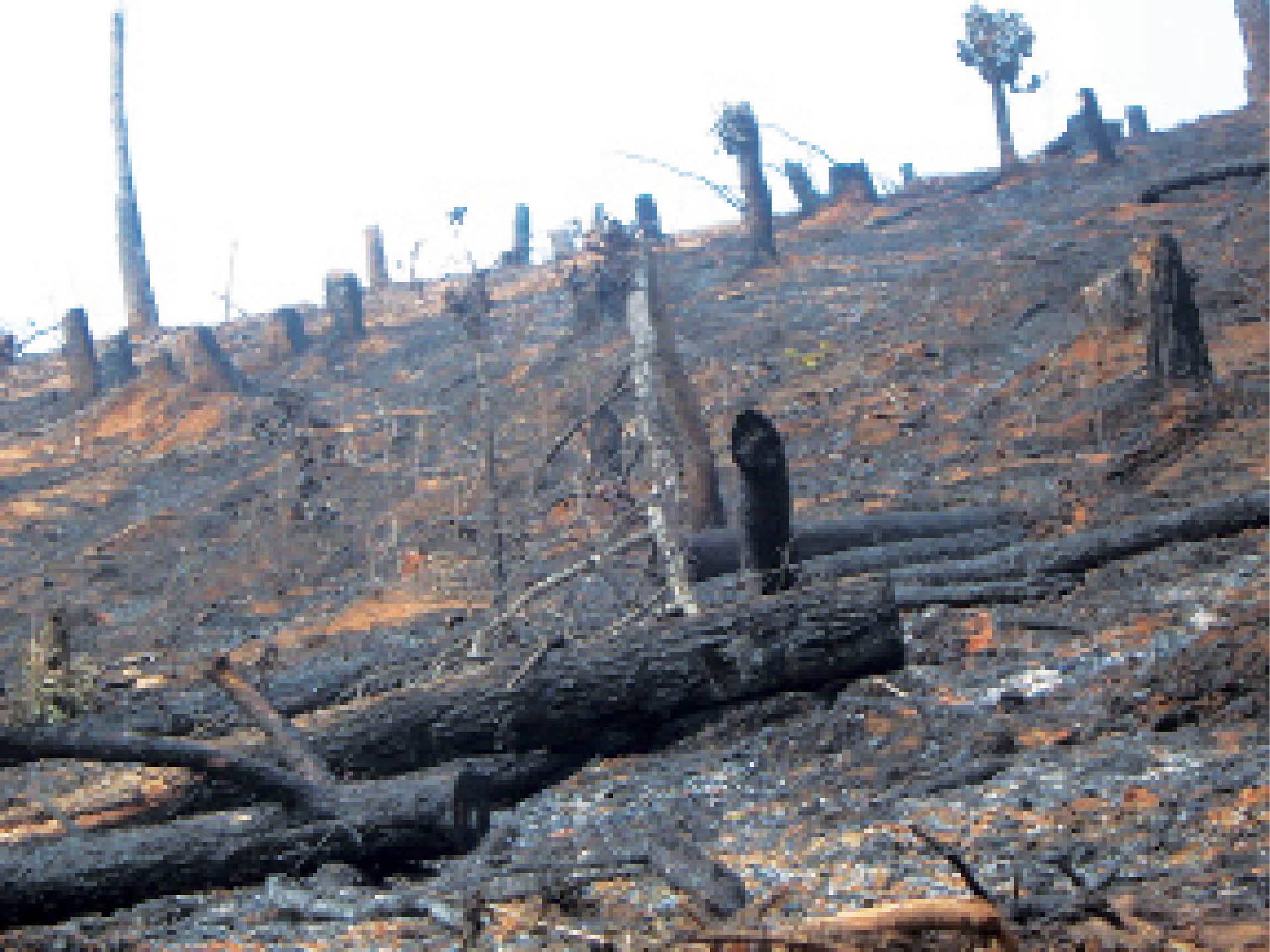 Jhum House GNY :: Jhum: Shifting Cultivation