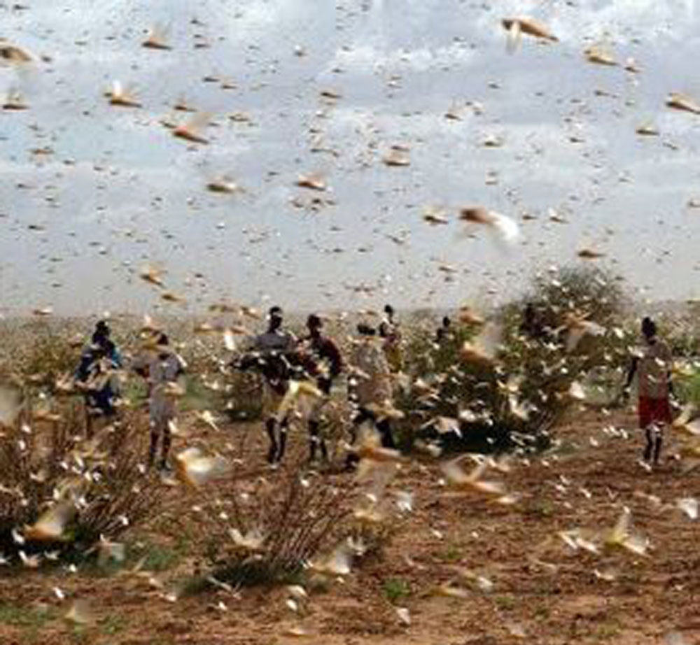 Earth Observation Satellites For Locust Surveillance